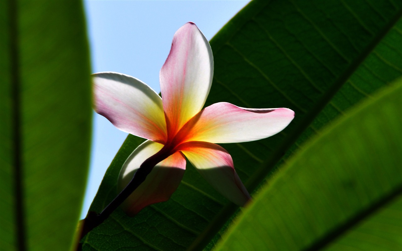 Flower close-up (Old œuvres Hong OK) #14 - 1280x800