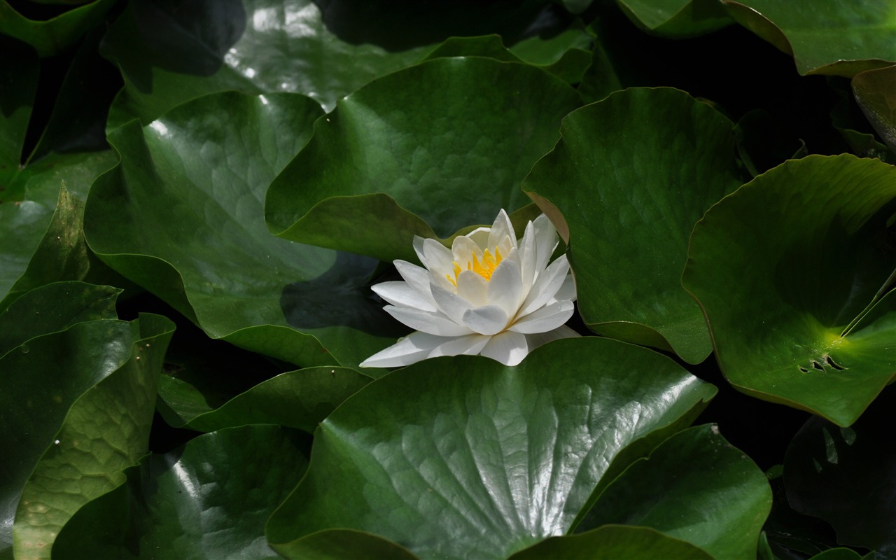 Flower close-up (Old œuvres Hong OK) #16 - 1280x800