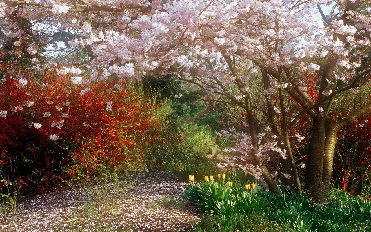 樹木植物 壁紙(四) #3 - 1280x800