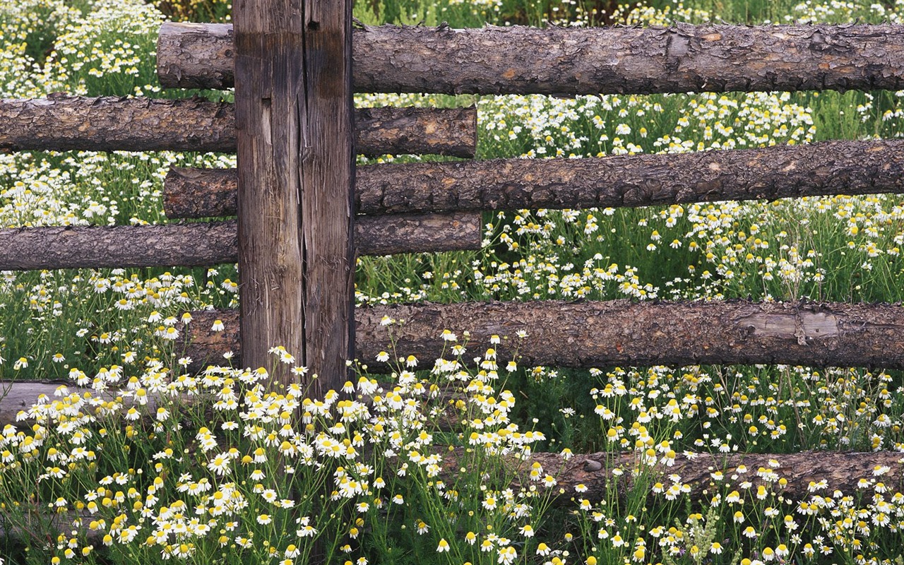 Zasadit stromy, tapety (4) #10 - 1280x800