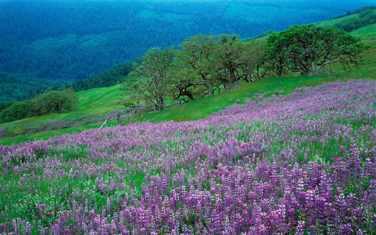 Plant trees wallpaper (4) #12 - 1280x800