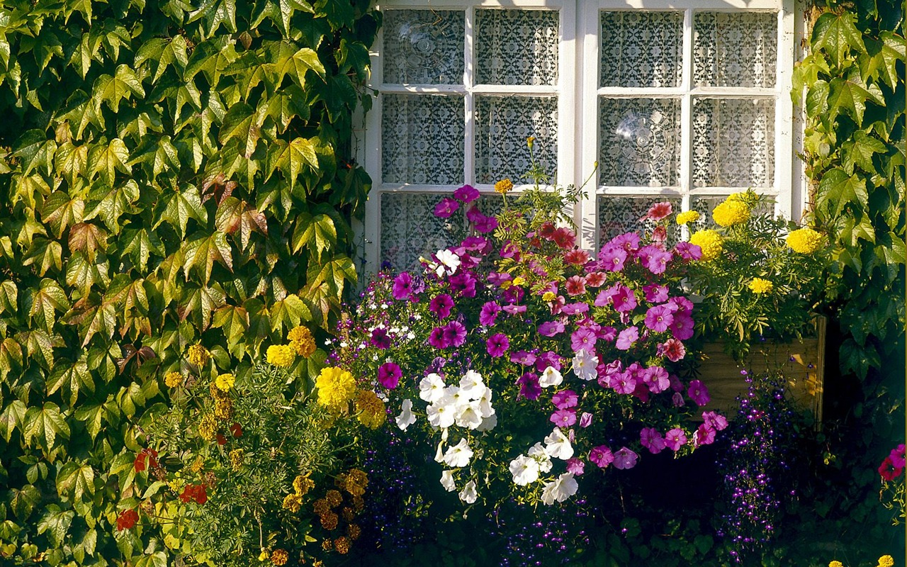 Planter des arbres fonds d'écran (4) #15 - 1280x800