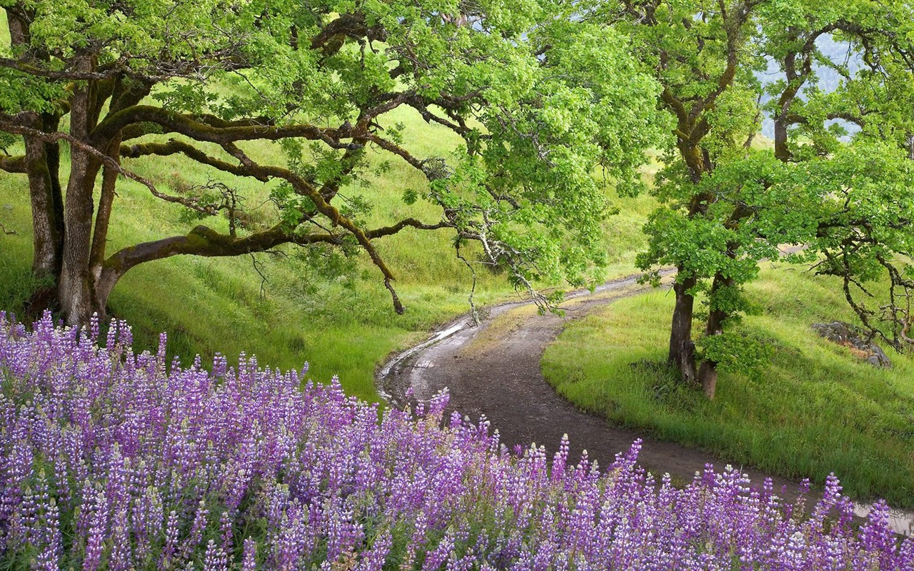 Zasadit stromy, tapety (4) #19 - 1280x800