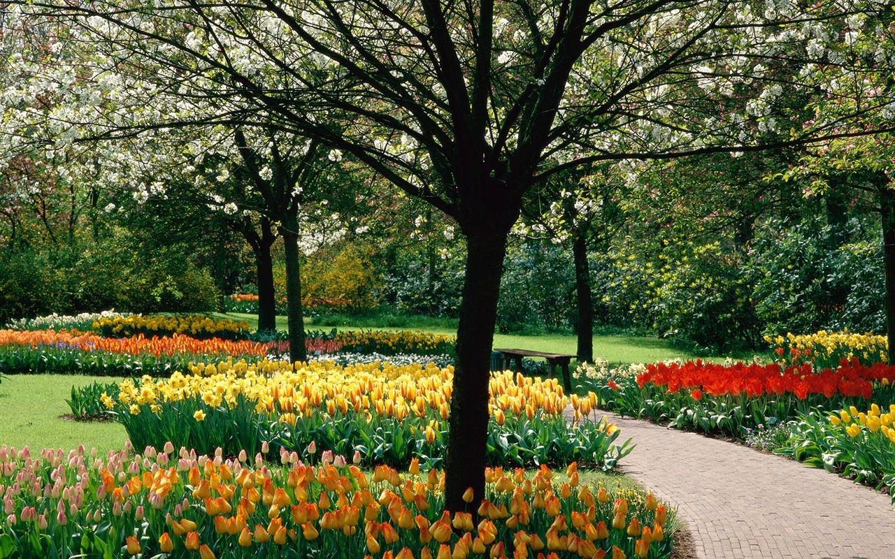 Planter des arbres fonds d'écran (5) #2 - 1280x800