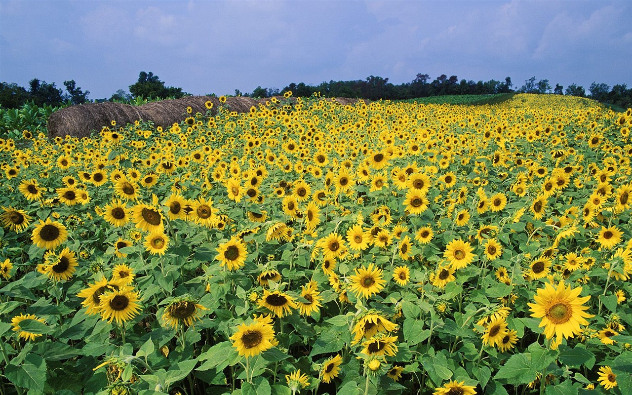 樹木植物 壁紙(五) #3 - 1280x800