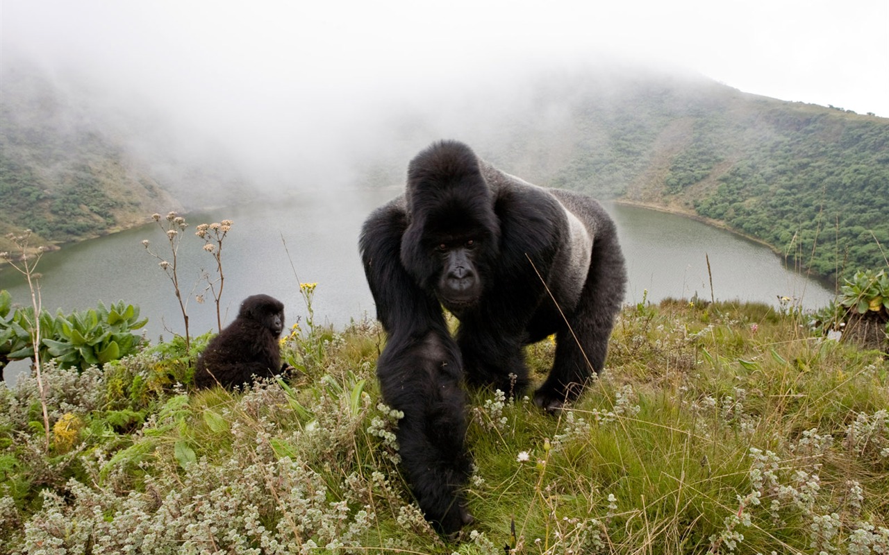 National Geographic album papier peint des animaux (1) #2 - 1280x800