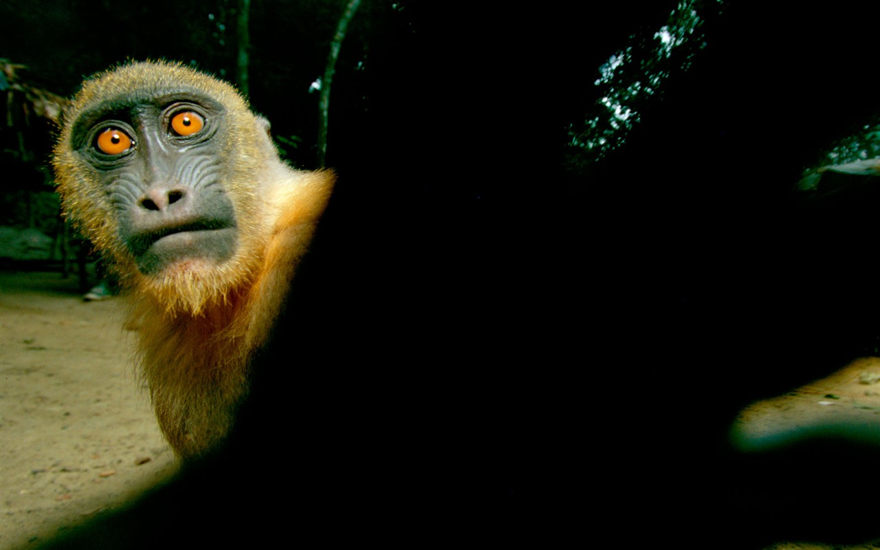 National Geographic zvířecí tapety album (1) #11 - 1280x800