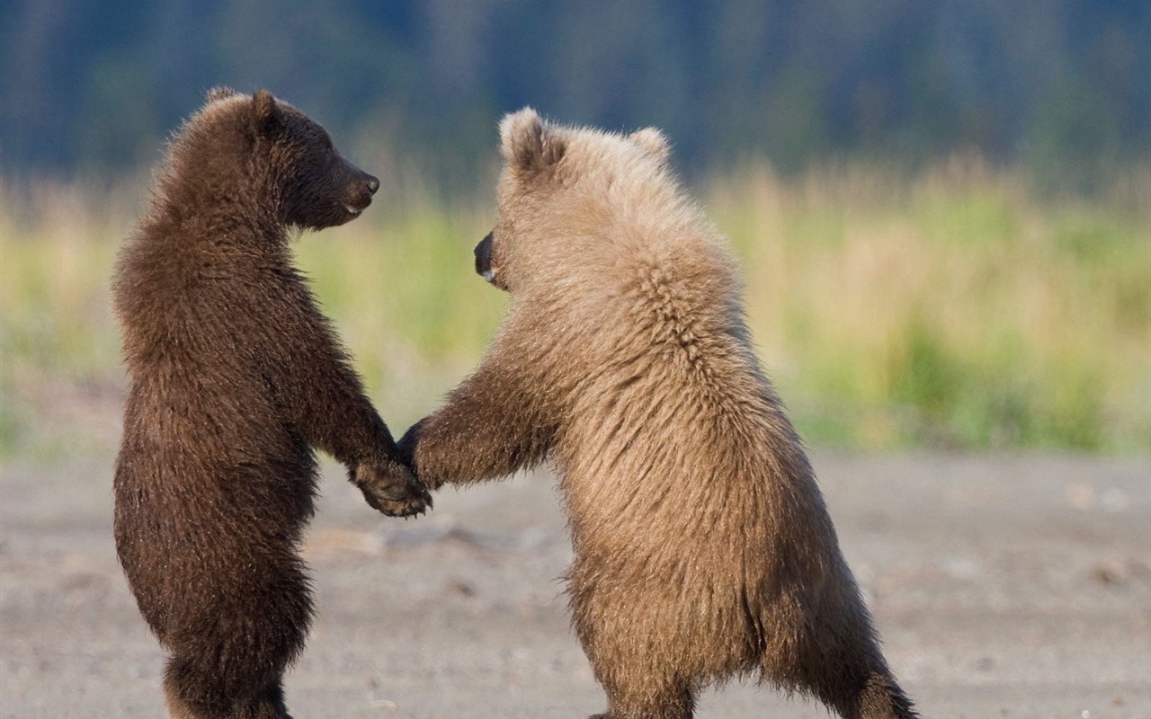 National Geographic album papier peint des animaux (1) #18 - 1280x800