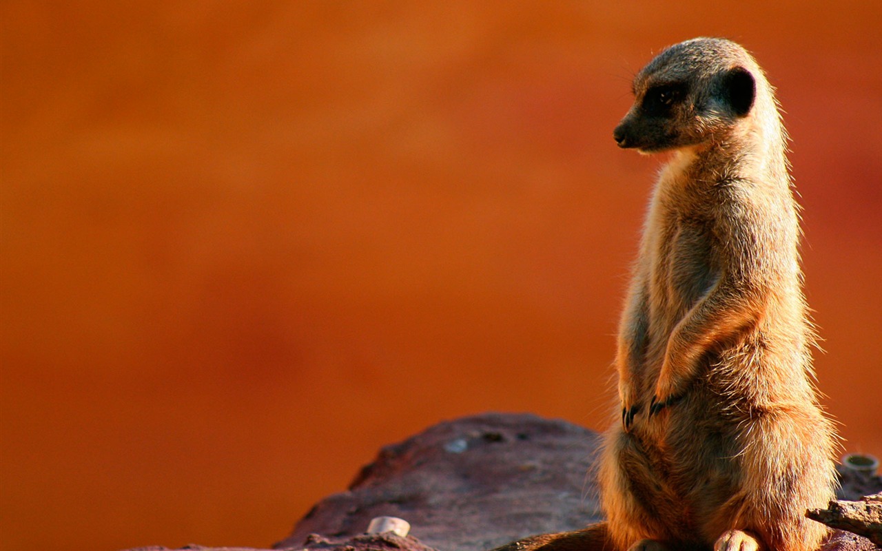 National Geographic animal wallpaper album (2) #4 - 1280x800