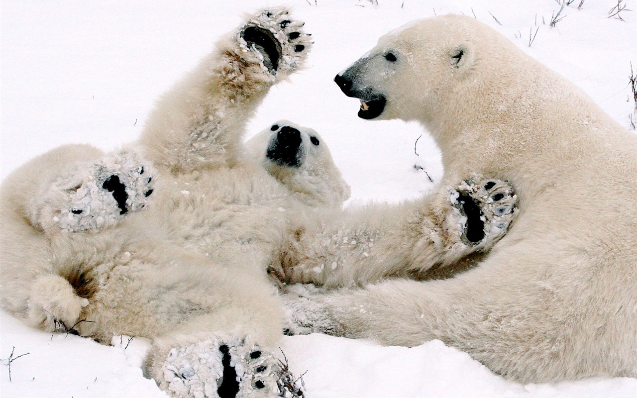 National Geographic album papier peint des animaux (2) #19 - 1280x800