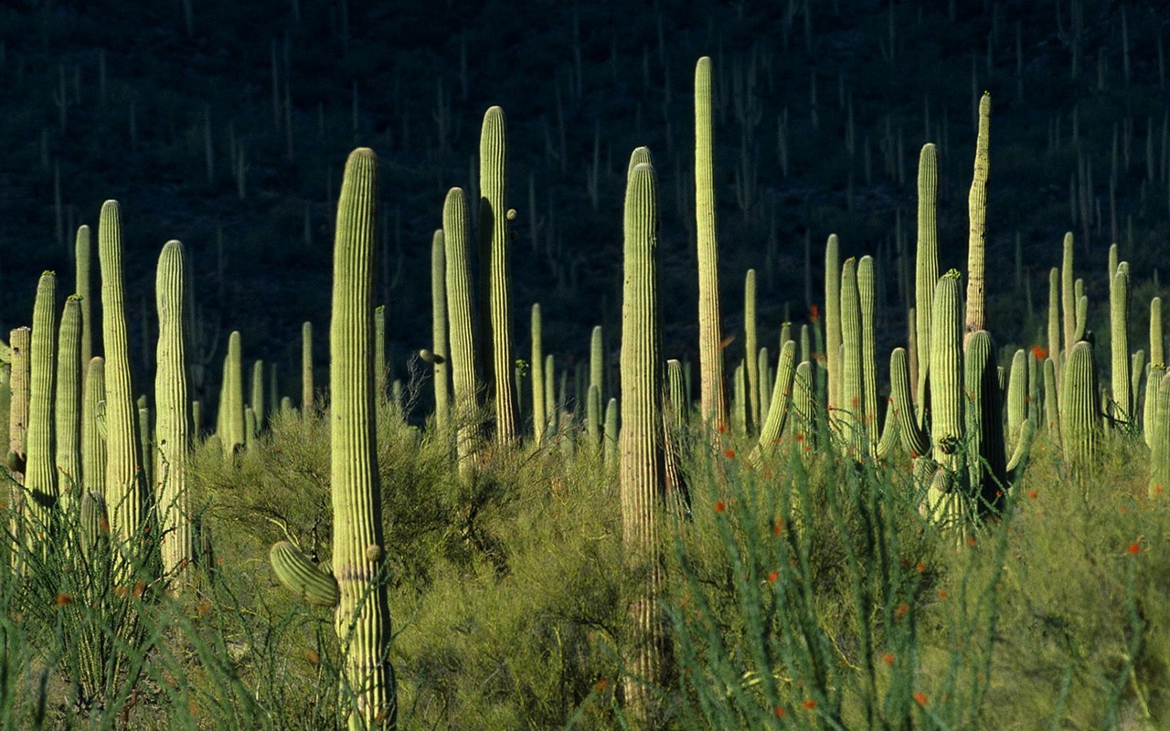 樹木植物 壁紙(七) #3 - 1280x800