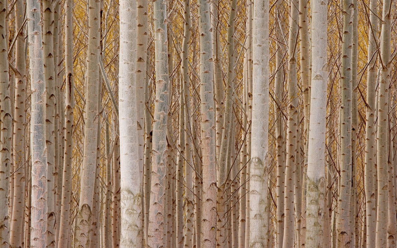 Bäume pflanzen Wallpaper (7) #17 - 1280x800