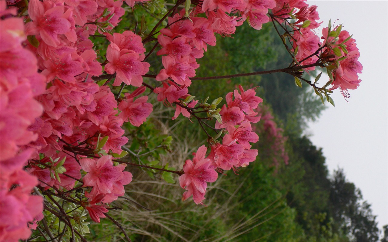 Landscape photography (3) (Li Shanquan works) #11 - 1280x800