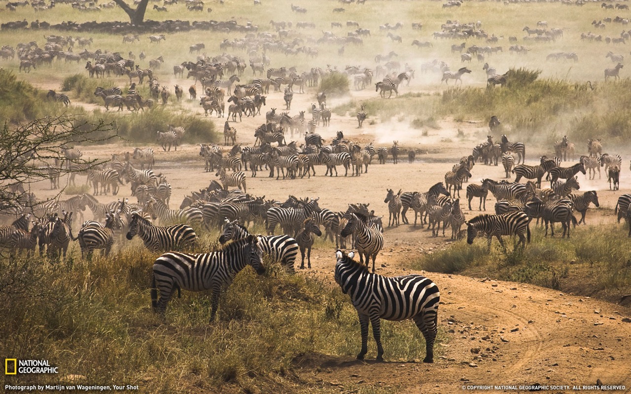 Nacional Geographic animales fondos de escritorio de disco (3) #6 - 1280x800