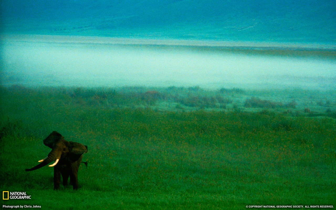 National Geographic zvířecí tapety album (3) #7 - 1280x800