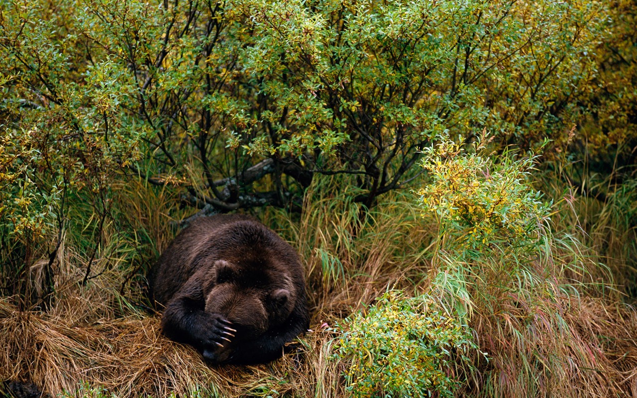 National Geographic animal wallpaper album (3) #9 - 1280x800