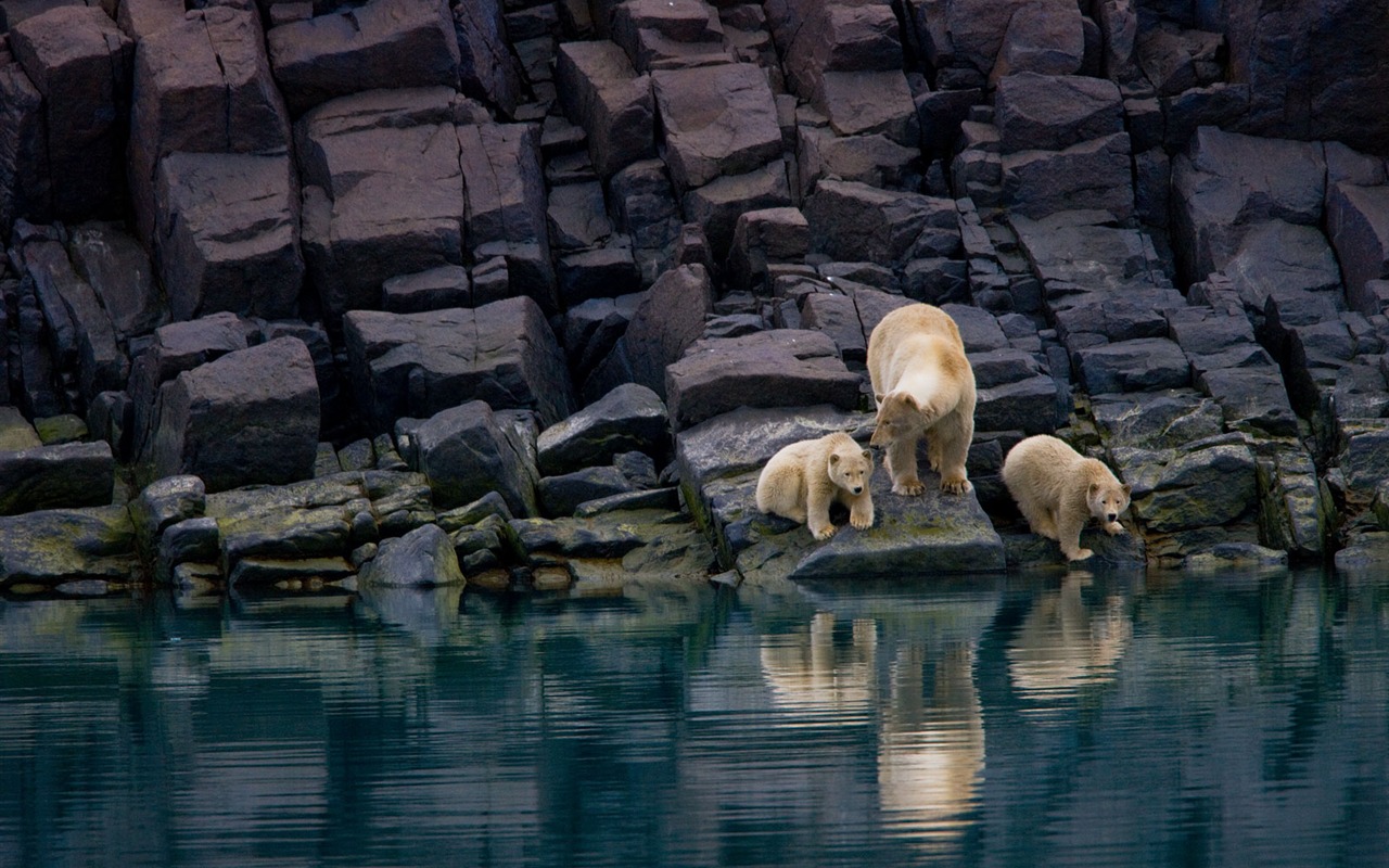 National Geographic animal wallpaper album (3) #14 - 1280x800
