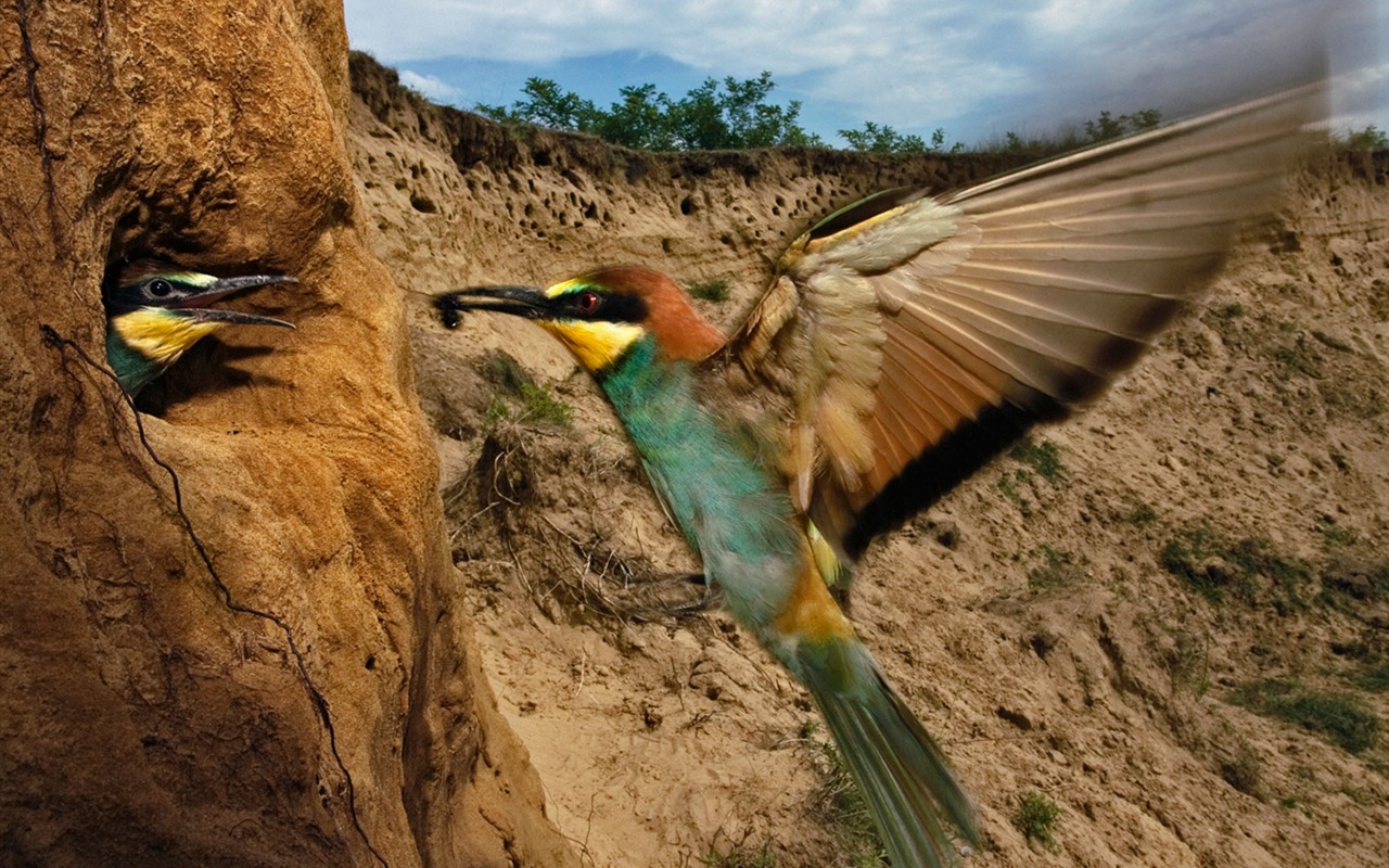 Nacional Geographic animales fondos de escritorio de disco (3) #16 - 1280x800