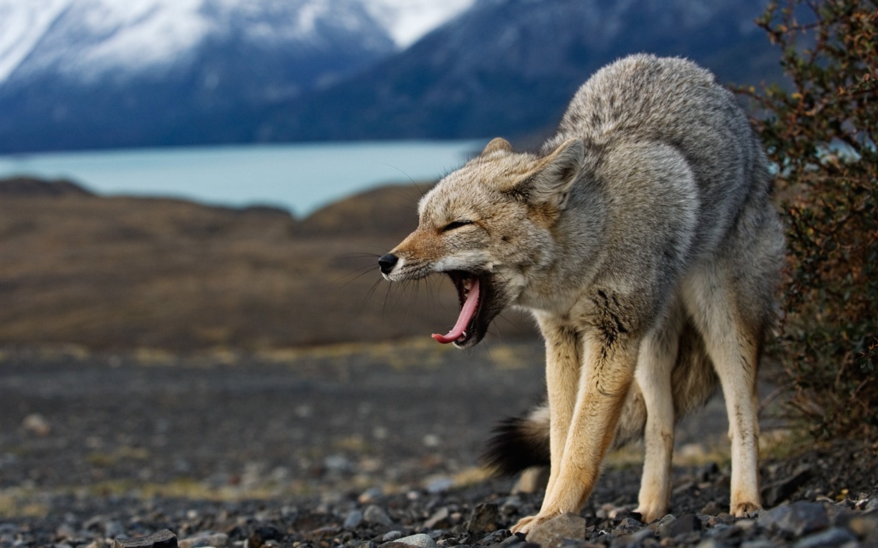 Nacional Geographic animales fondos de escritorio de disco (3) #20 - 1280x800