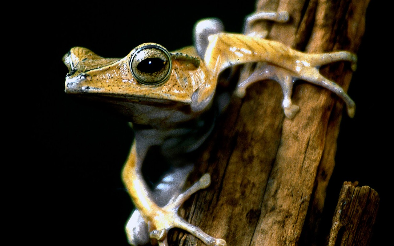 National Geographic животных обои альбом (4) #14 - 1280x800