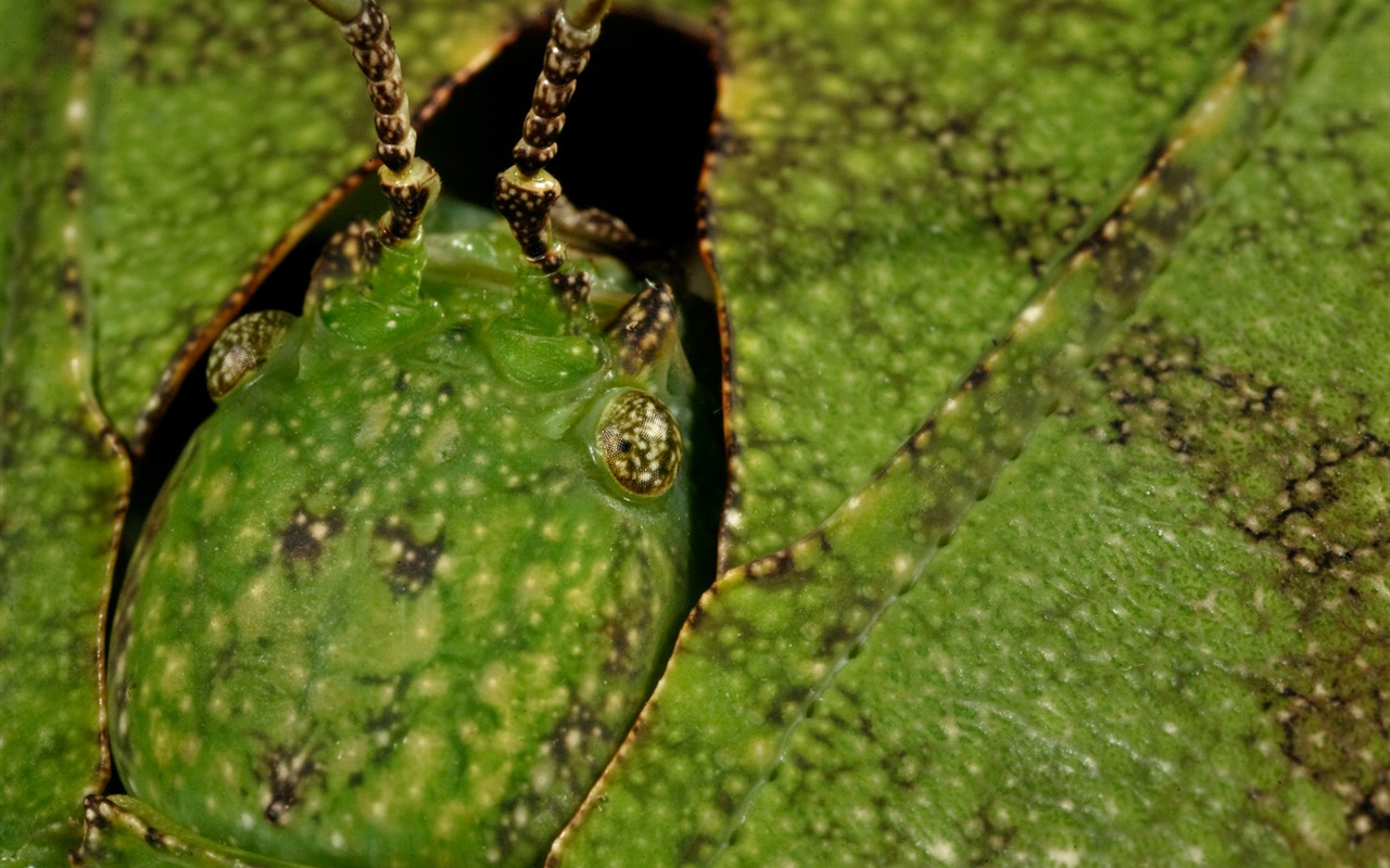 National Geographic zvířecí tapety album (4) #20 - 1280x800