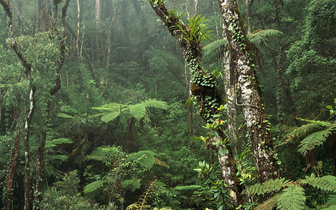 樹木植物 壁紙(八) #4 - 1280x800