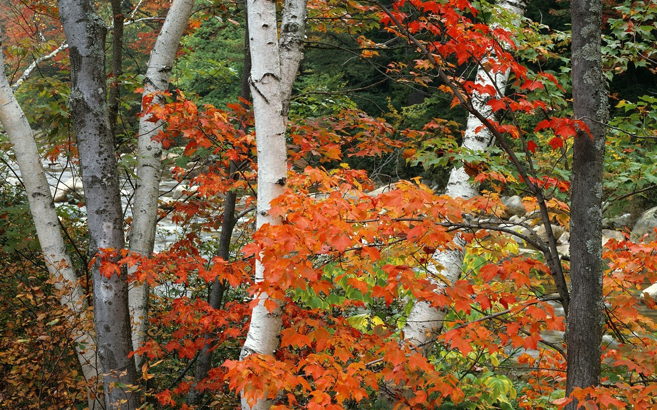 Zasadit stromy, tapety (8) #13 - 1280x800