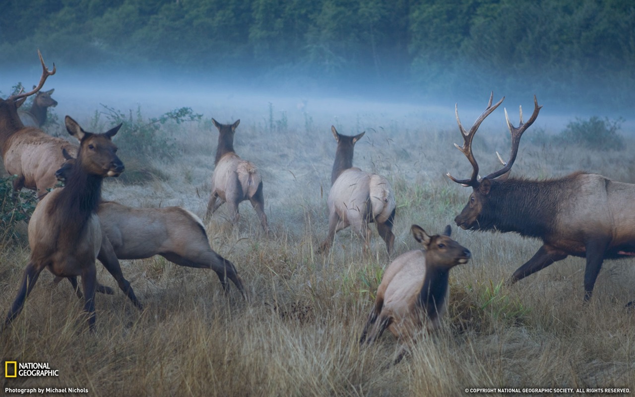 National Geographic album papier peint des animaux (5) #7 - 1280x800