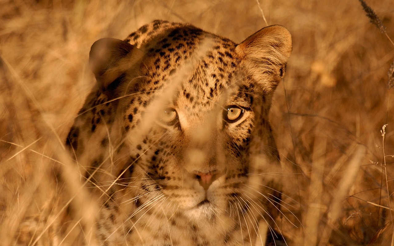 Nacional Geographic animales fondos de escritorio de disco (5) #11 - 1280x800