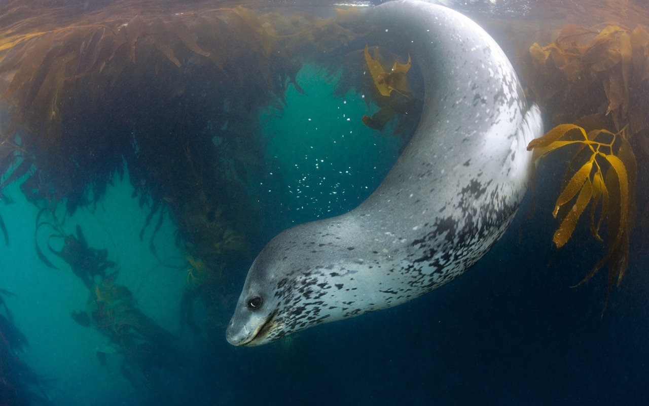 ナショナルジオグラフィック 動物壁紙アルバム (6) #4 - 1280x800