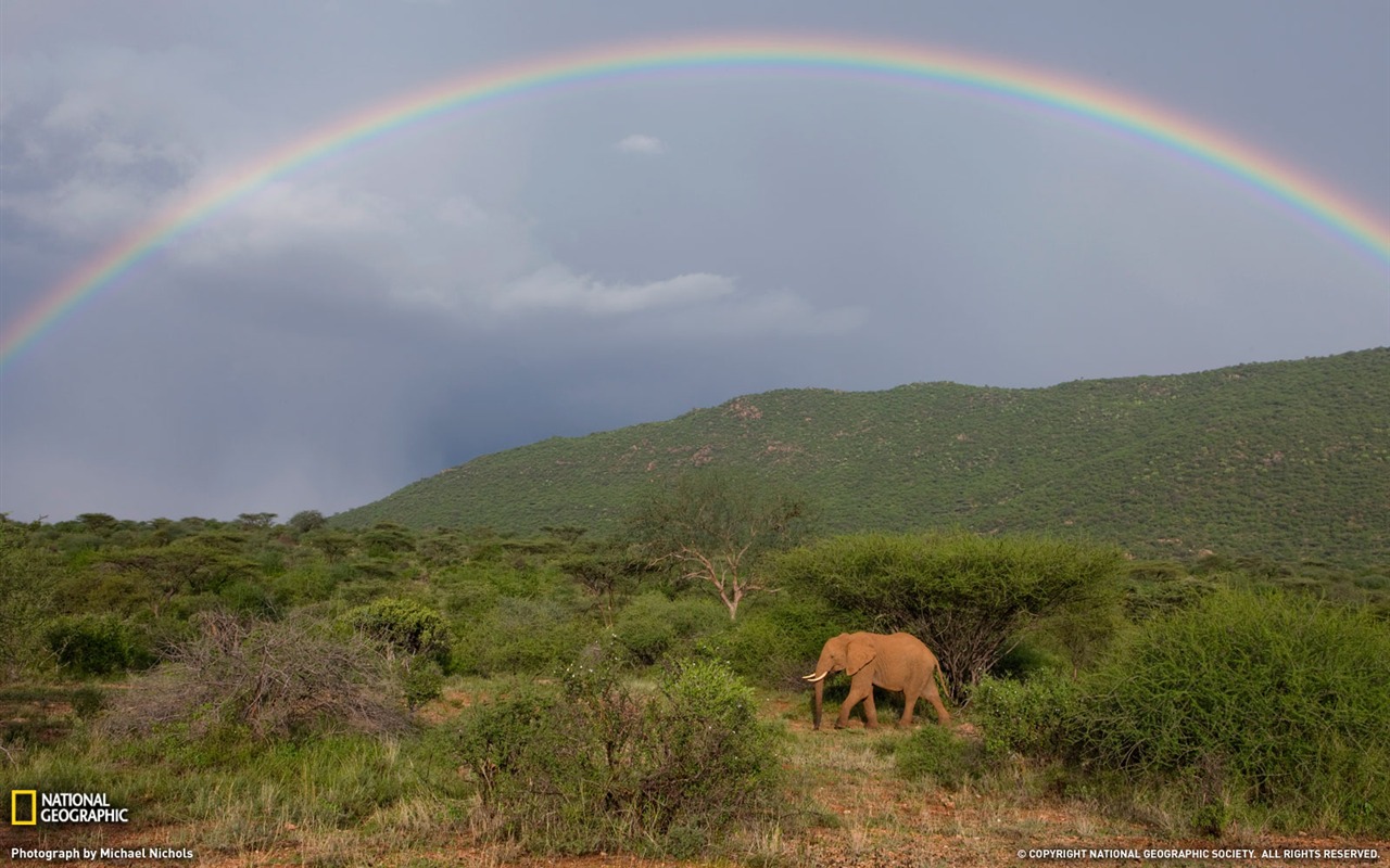 National Geographic animal wallpaper album (6) #16 - 1280x800