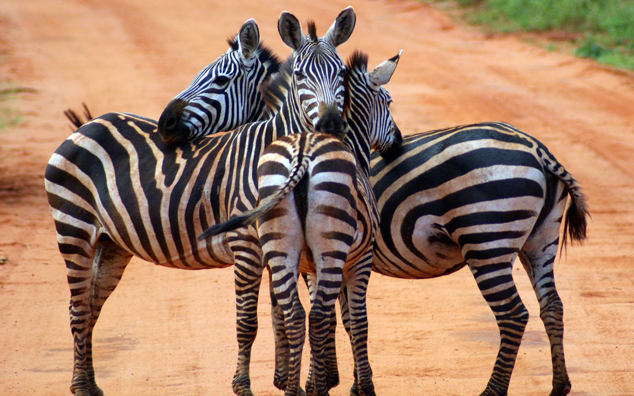 Nacional Geographic animales fondos de escritorio de disco (6) #17 - 1280x800