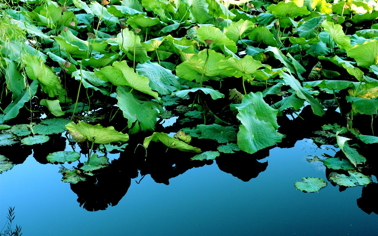 Fotografování krajiny (7) (Li Shanquan práce) #1 - 1280x800