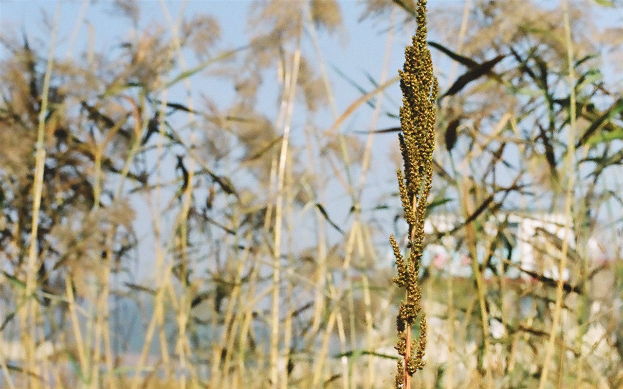 Landscape photography (8) (Li Shanquan works) #4 - 1280x800