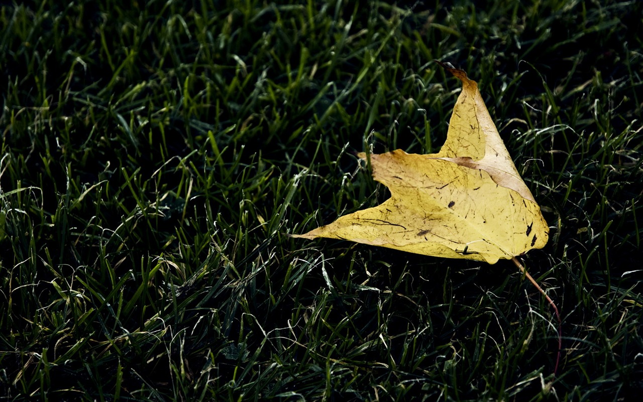 Non-tradiční obrazovce tapeta #9 - 1280x800