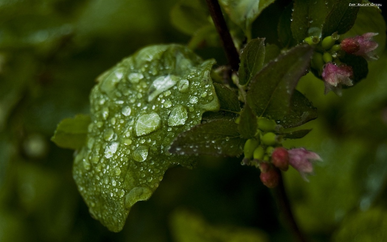 Non-mainstream screen wallpaper #19 - 1280x800