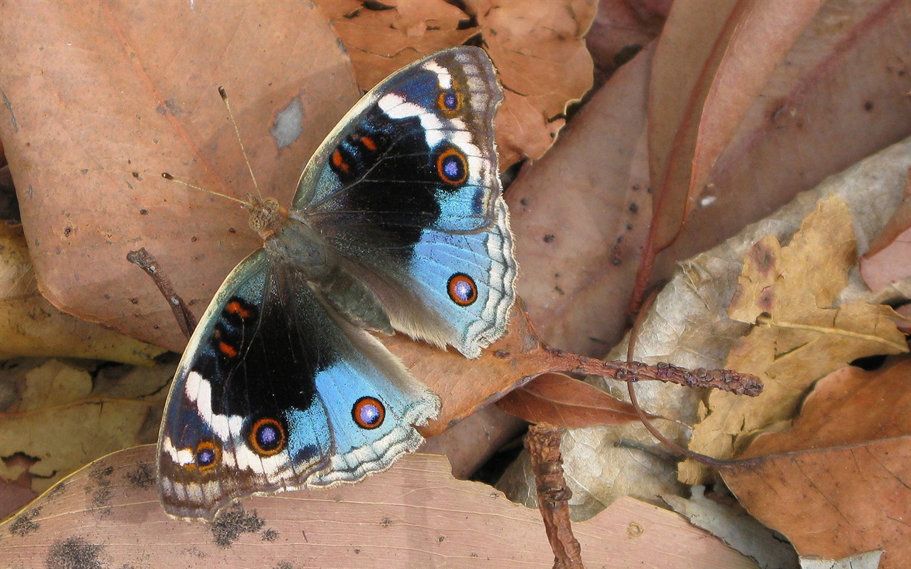 Non-tradiční obrazovce tapeta #43 - 1280x800