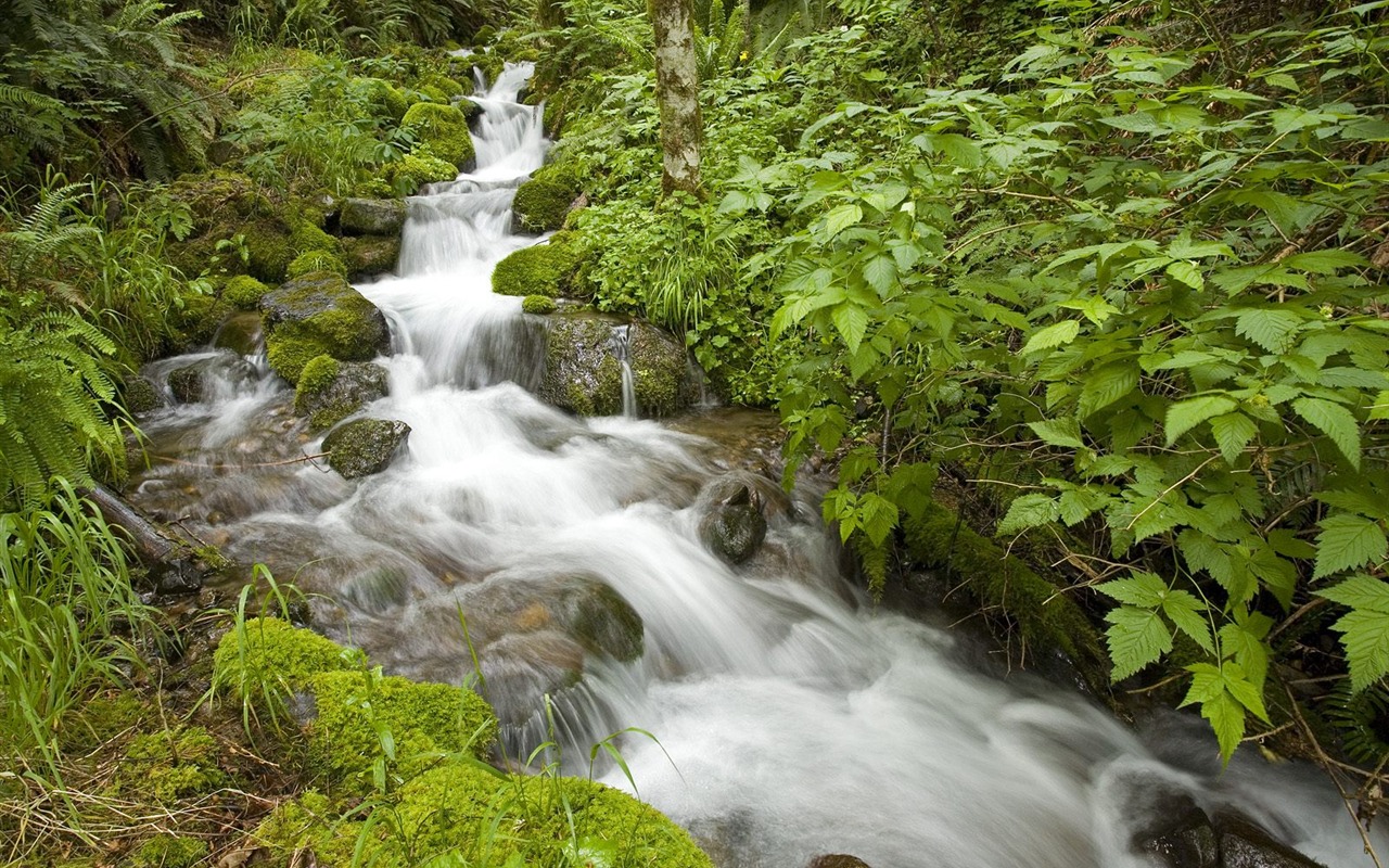 Cascada arroyos fondo de pantalla (9) #10 - 1280x800