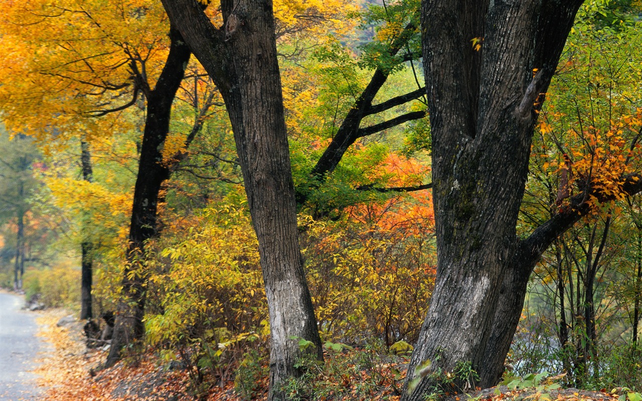 Fotografování krajiny (10) (Li Shanquan práce) #18 - 1280x800