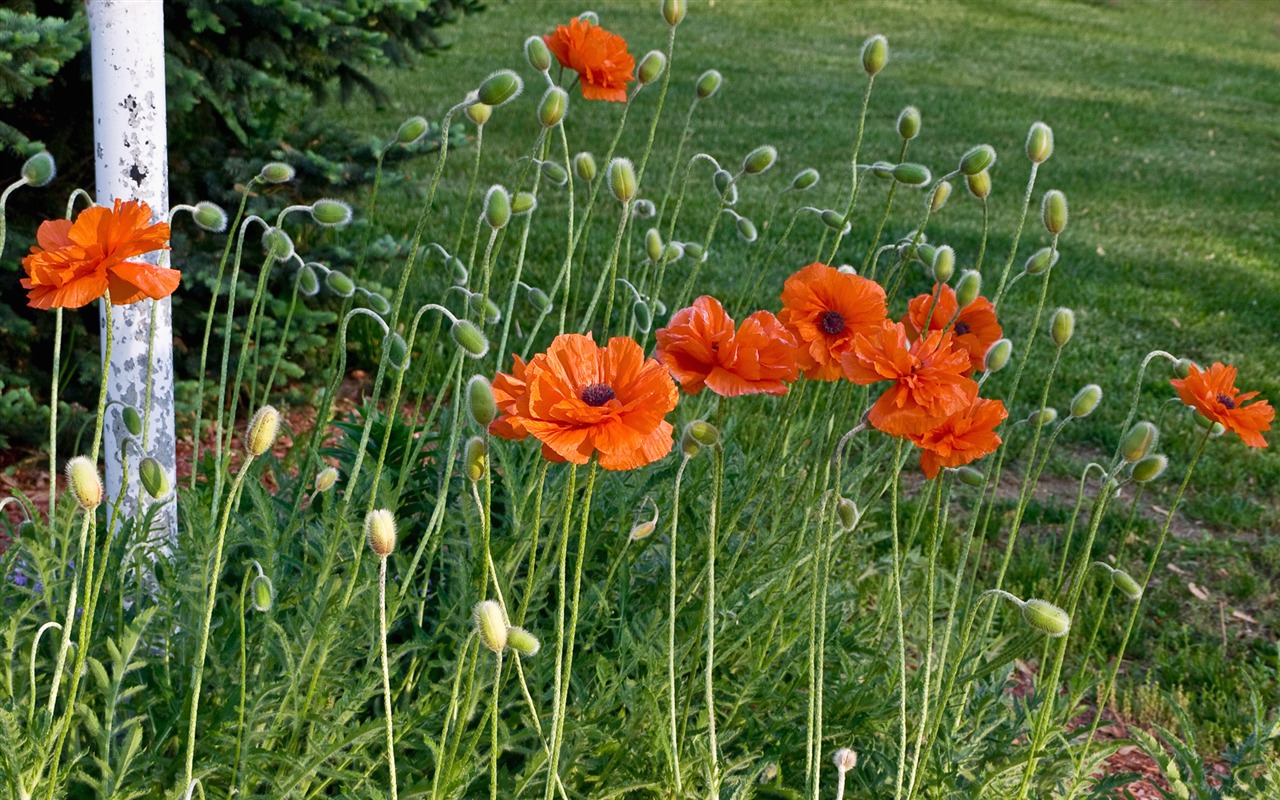 Widescreen wallpaper flowers close-up (11) #4 - 1280x800