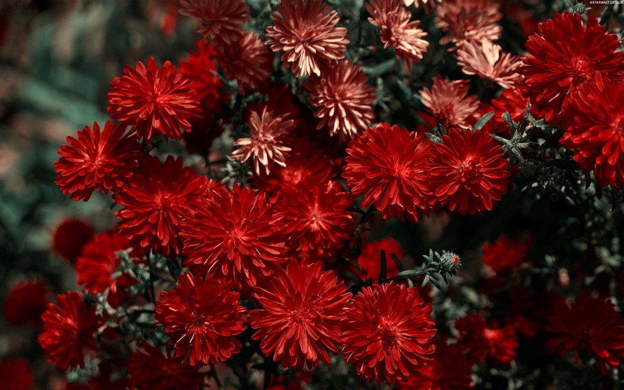 와이드 스크린 벽지의 꽃 가까이에서 (11)까지 #5 - 1280x800