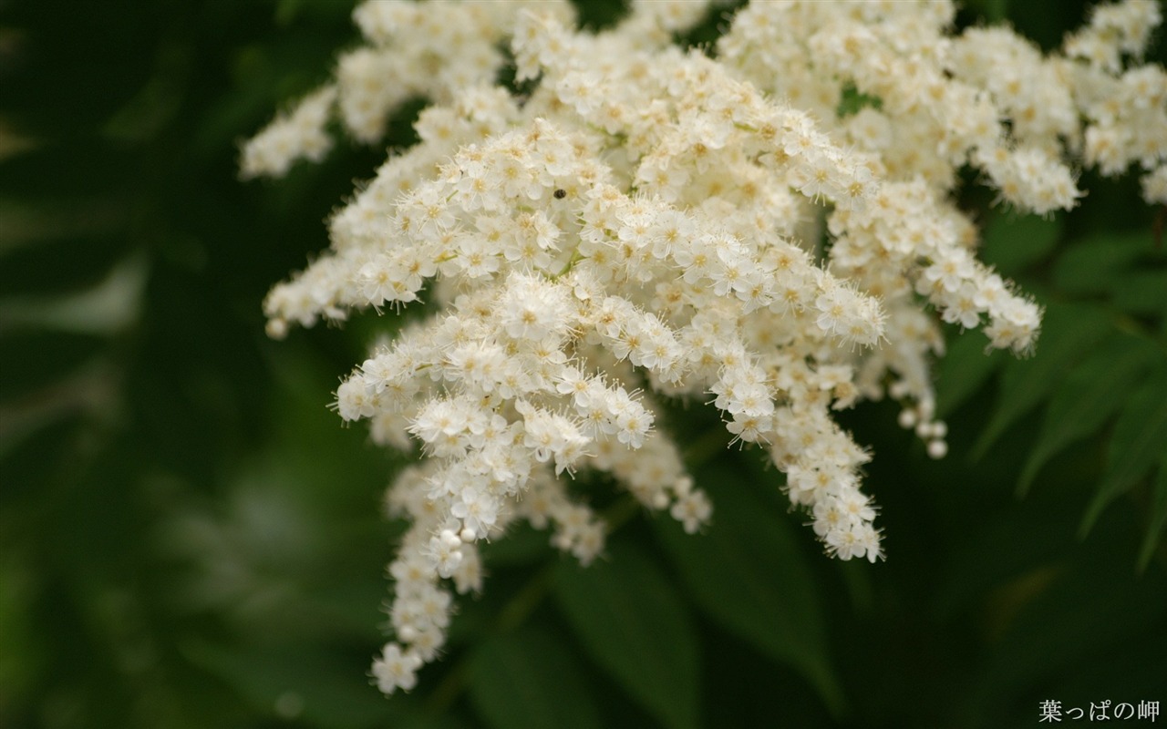 Widescreen wallpaper flowers close-up (11) #9 - 1280x800
