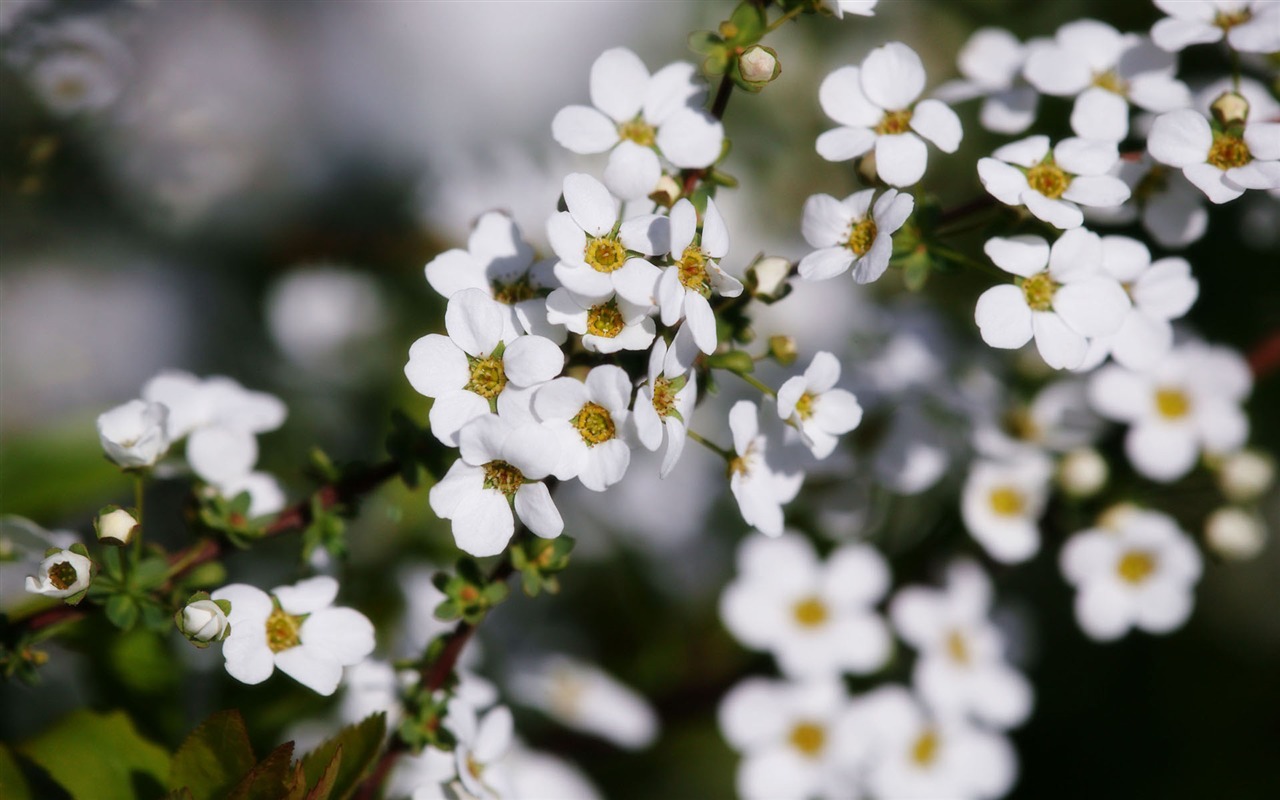 fleurs fond d'écran Widescreen close-up (11) #14 - 1280x800