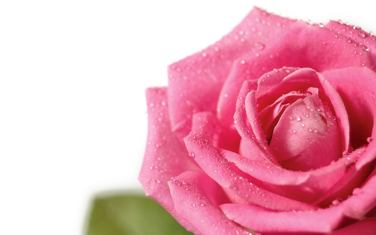 Widescreen wallpaper flowers close-up (11) #18 - 1280x800