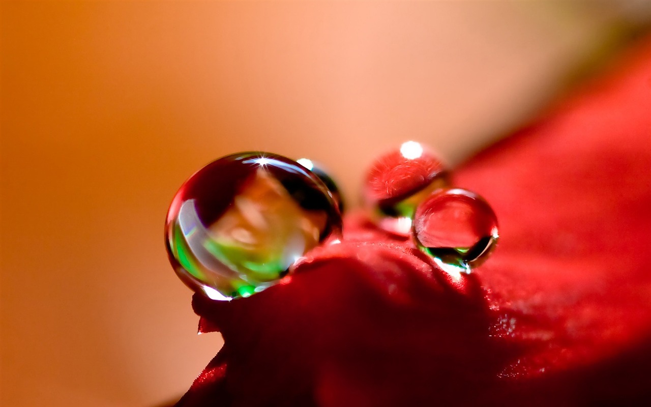 HD wallpaper flowers and drops of water #4 - 1280x800