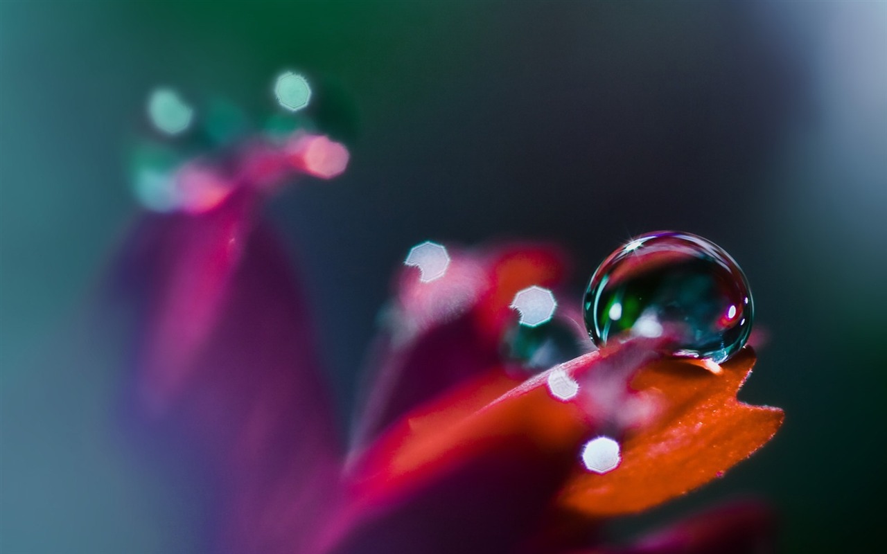 HD wallpaper flowers and drops of water #6 - 1280x800