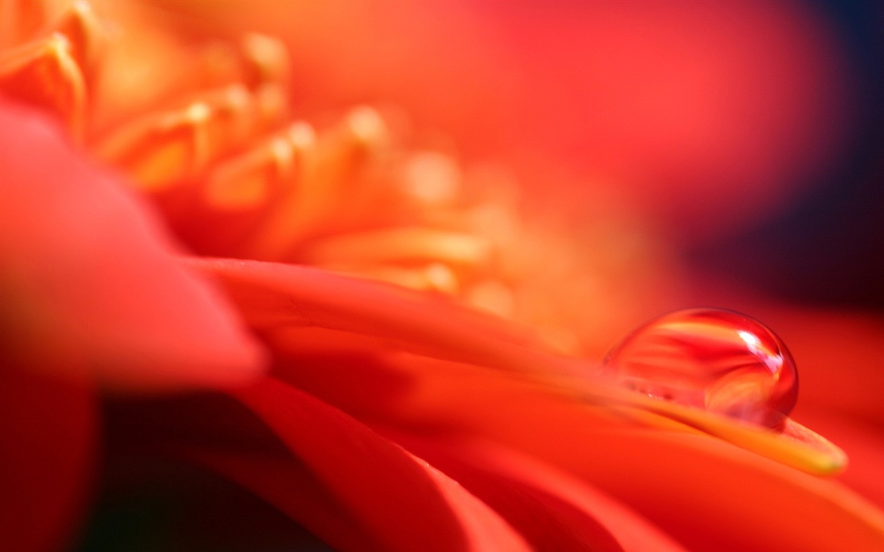 HDの壁紙の花と水滴 #7 - 1280x800
