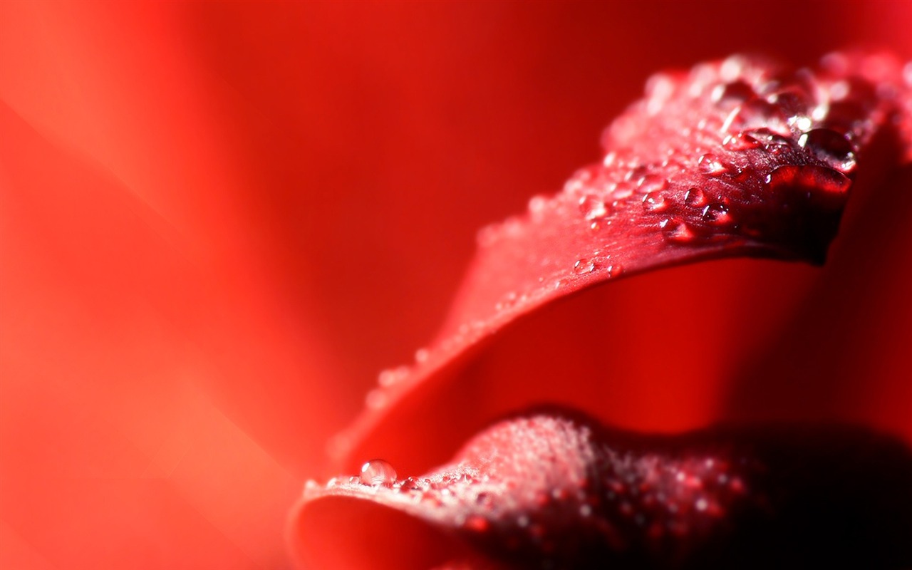HD wallpaper flowers and drops of water #12 - 1280x800