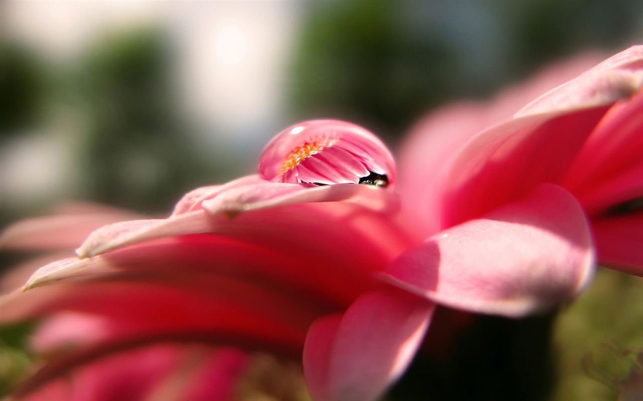 fleurs d'écran HD et des gouttes d'eau #14 - 1280x800