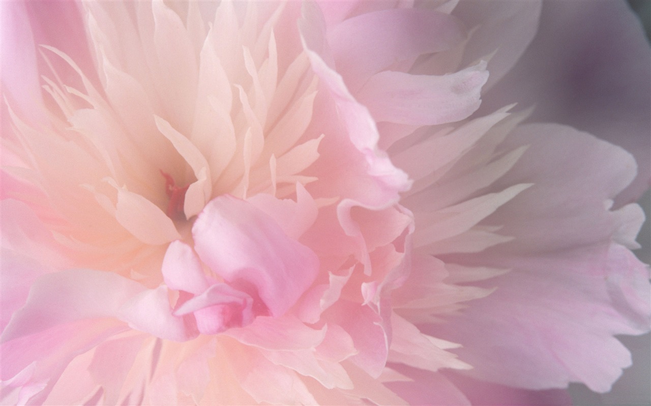 MAC OS X 系統 高清壁紙(一) #5 - 1280x800